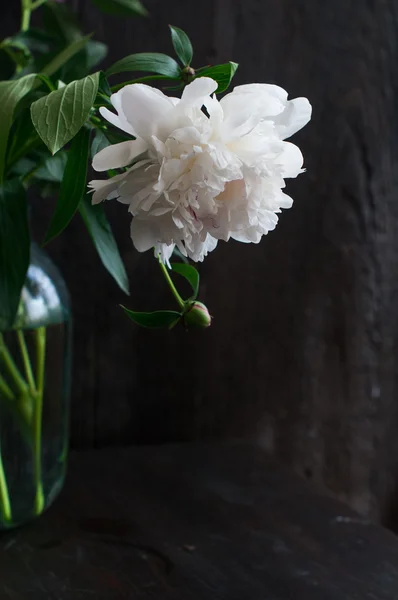 Stunning white peonies on rustic wooden background — Stock Photo, Image