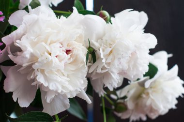 Rustik ahşap arka plan üzerinde beyaz peonies çarpıcı