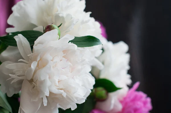 Witte en roze pioenrozen op rustieke houten achtergrond — Stockfoto