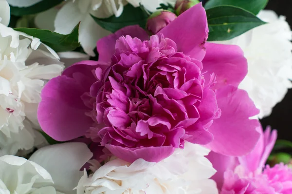 Peônias brancas e rosa em fundo de madeira — Fotografia de Stock
