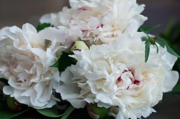 Superbes pivoines blanches sur fond de bois rustique — Photo