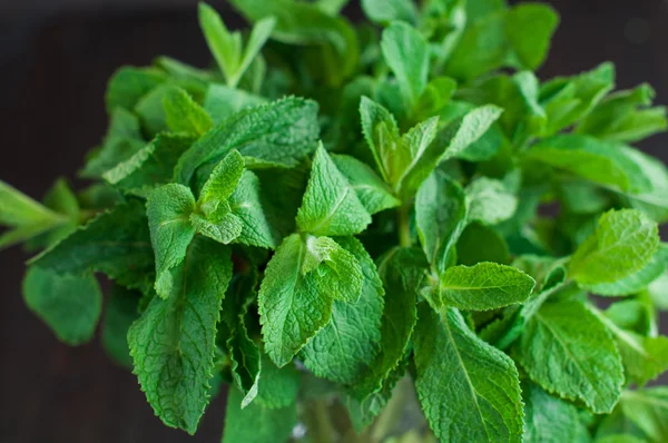 Fresh mint leaves on a wooden background — Stock Photo, Image