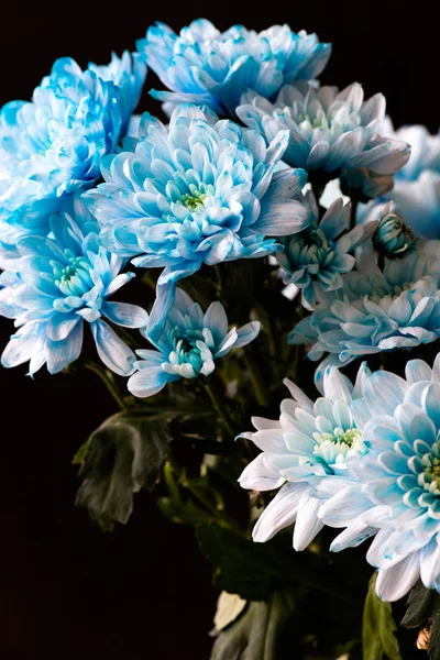 Bouquet de fleurs de chrysanthème bleu — Photo