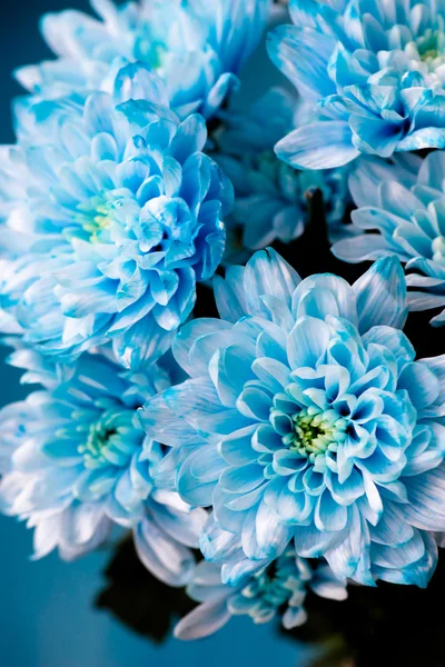 Bouquet de fleurs de chrysanthème bleu frais — Photo