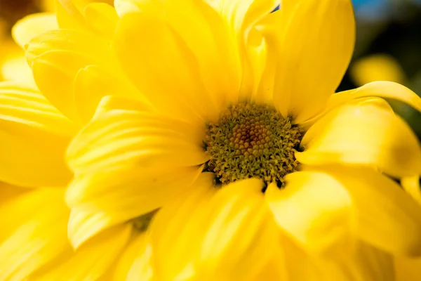 Bouquet of yellow chrysanthemum flowers — Stock Photo, Image