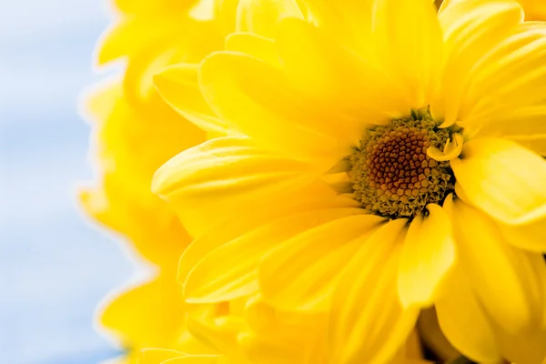 Bouquet of yellow chrysanthemum flowers — Stock Photo, Image