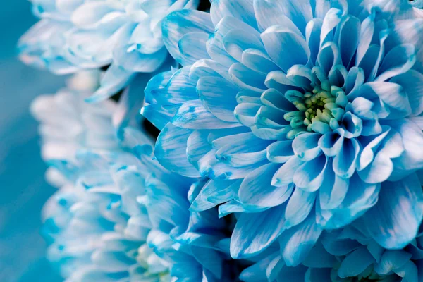 マクロをすぐに青菊の花 — ストック写真