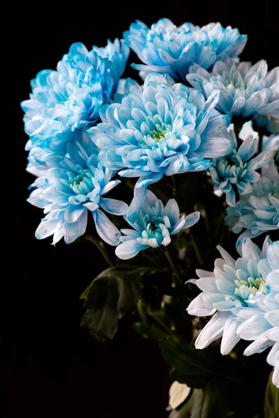青菊の花の花束 — ストック写真