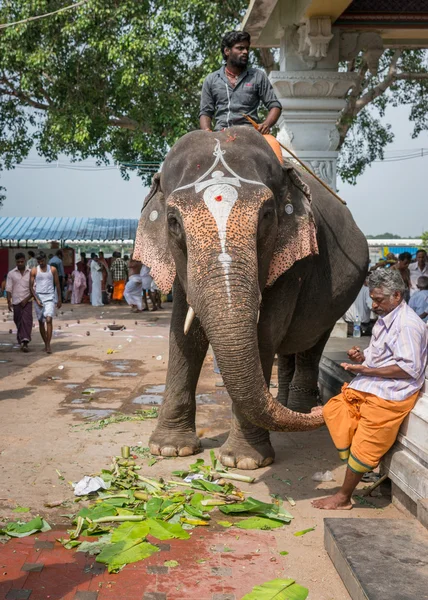 Mahout and elephant in Amma Mandapam. — Stock Photo, Image