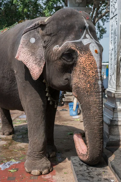 Close-up van Tempel olifant in Trichy. — Stockfoto