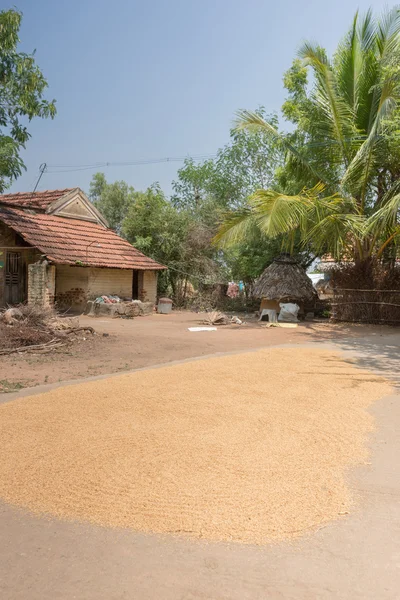 Rice dries on the road. — Stock Photo, Image