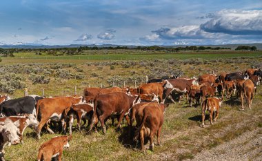Punta Arenas, Chile - December 12, 2008: A herd of mostly brown-white cattle along the road with vast expanse of grassland in back under blue cloudscape outside the city. clipart