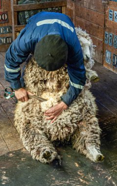 Riesco Adası, Şili - 12 Aralık 2008: Posada Estancia Rio Verde çalışma çiftliği. Ahırda mavi giysili bir adam tarafından işlenen koyun kırpma işlemi sürüyor..