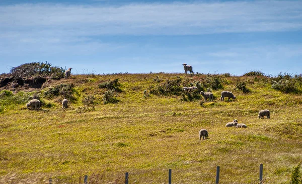 Riesco Island, Chile - December 12, 2008: Posada Estancia Rio Verde working farm. Herd of small lambs on green grassy hill under blue sky.