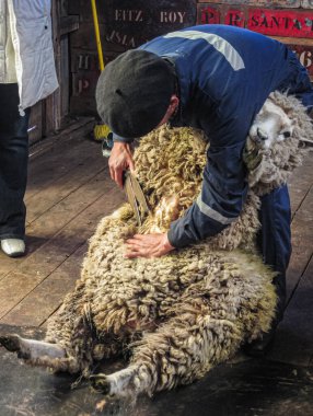 Riesco Adası, Şili - 12 Aralık 2008: Posada Estancia Rio Verde çalışma çiftliği. Ahırda mavi giysili bir adam tarafından işlenen koyun kırpma işlemi sürüyor..