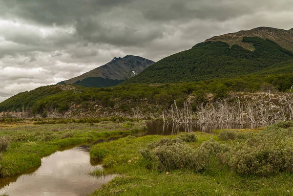 ウシュアイア ティエラ フエゴ アルゼンチン 2008年12月13日 自然保護区の武道山 小川は緑の湿地の茶色の雲の風景を反映し 山の正面にプール内の枯れ木 — ストック写真