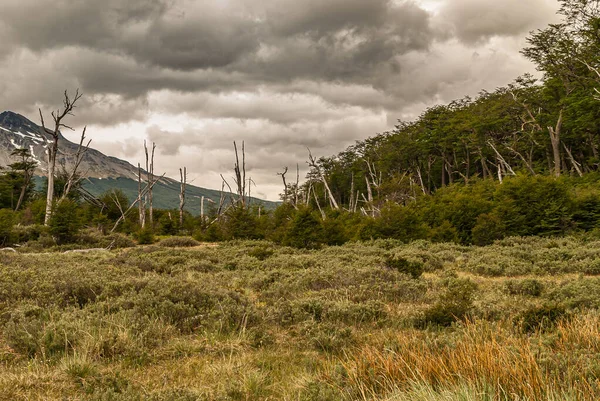 Ushuaia Tierra Del Fuego Argentina December 2008 Kampsporter Naturreservatet Grön — Stockfoto