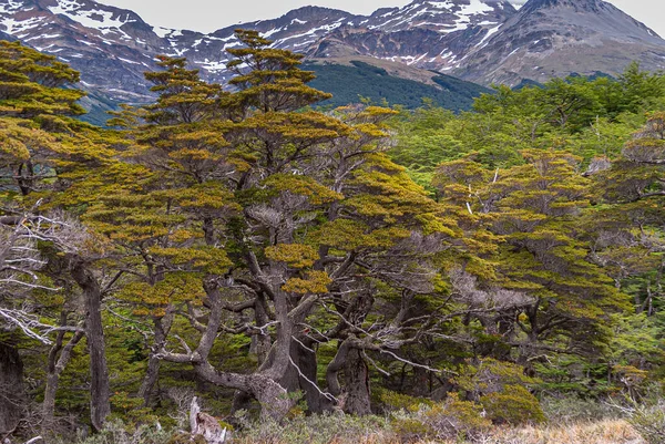 ウシュアイア ティエラ フエゴ アルゼンチン 2008年12月13日 自然保護区の武道山 雪の山脈の前に美しい黄色の緑の木の行 — ストック写真