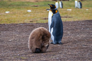 Gönüllü Kumsalı, Falkland Adaları, İngiltere - 15 Aralık 2008: Kahverengi tüylü piliç King Penguen kendini bir baloda tımar ediyor. 2 yetişkin kuş var..