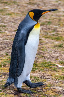 Gönüllü Kumsalı, Falkland Adaları, İngiltere - 15 Aralık 2008: 1 King Penguen 'in yeşil ve kahverengi toprağın üzerinde duran tam kare kapanışı. Yan çekim.