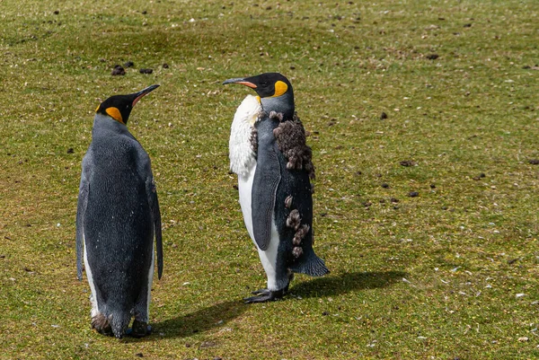Volunteer Beach Falkland Islands December 2008 Close Van Adolescente King — Stockfoto