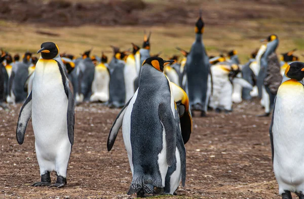 Volunteer Beach Falkland Islands December 2008 Close Van Twee Koningspinguïns — Stockfoto