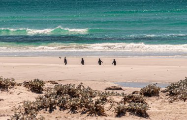 Gönüllü Kumsalı, Falkland Adaları, İngiltere - 15 Aralık 2008: Gök mavisi okyanusta sörf yapmak için 4 Kral Penguen 'in kumsalda birlikte yürümesi uzak ihtimal. Önde sağlam bitki örtüsü var..