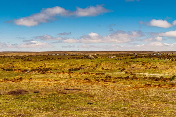 Volontär Beach Falklandsöarna Storbritannien December 2008 Brett Landskap Torrt Gräs — Stockfoto