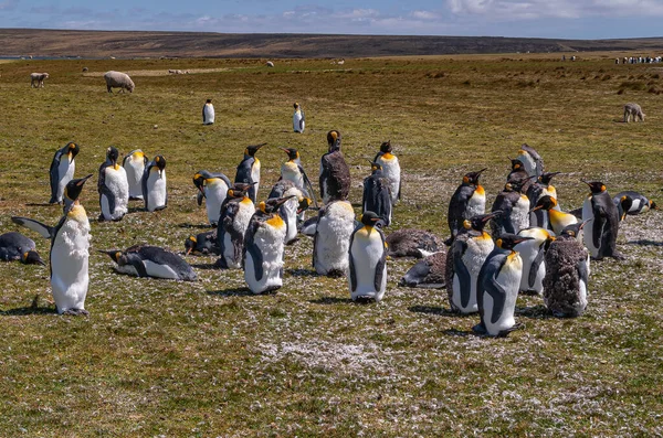 Volunteer Beach Falkland Islands December 2008 Groep Jonge King Penguins — Stockfoto