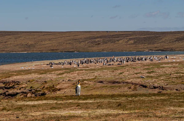 Dobrovolnická Pláž Falklandské Ostrovy Velká Británie Prosince 2008 Hnědé Větrem — Stock fotografie