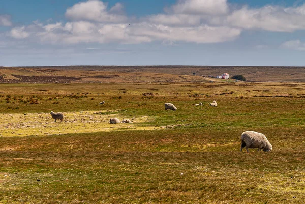 Volontär Beach Falklandsöarna Storbritannien December 2008 Brett Brunt Vindpinat Landskap — Stockfoto