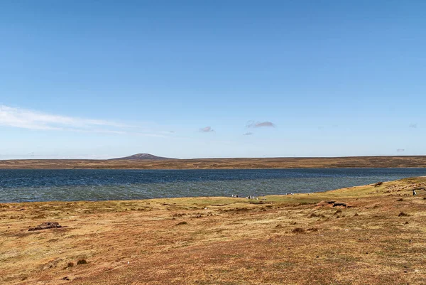 Dobrovolnická Pláž Falklandy Velká Británie Prosince 2008 Široká Hnědavá Větrem — Stock fotografie