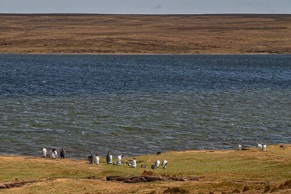 Dobrovolnická Pláž Falklandské Ostrovy Velká Británie Prosince 2008 Široká Hnědavá — Stock fotografie