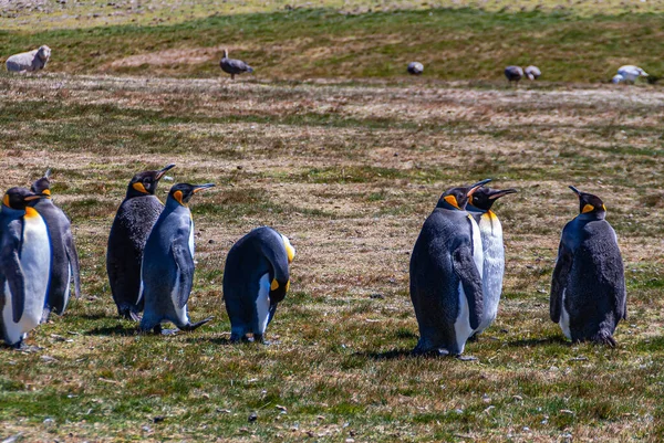 Volunteer Beach Falkland Islands December 2008 Close Van Een Groep — Stockfoto