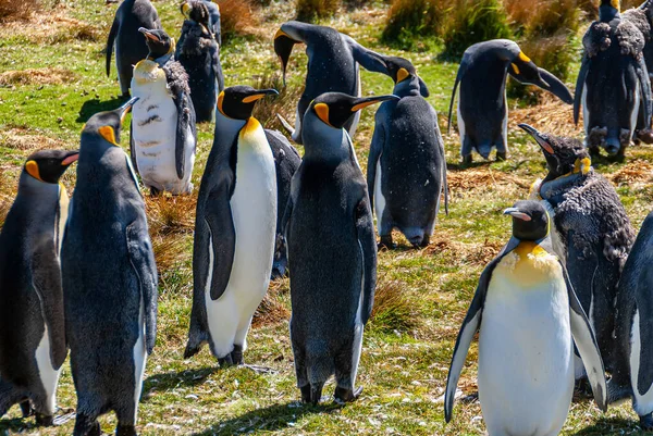 Volunteer Beach Falkland Islands December 2008 Close Van Groep Jonge — Stockfoto