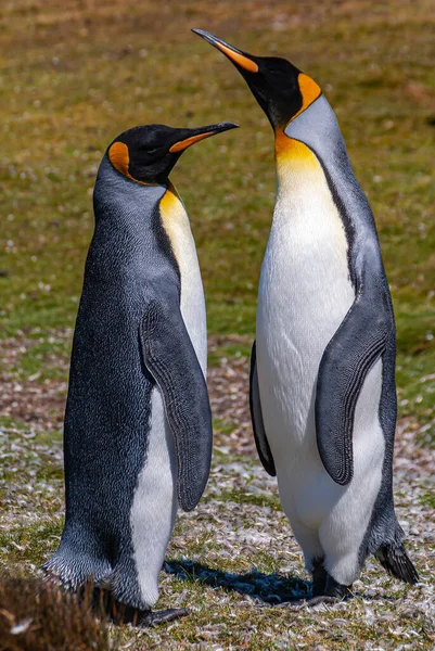 Volunteer Beach Falkland Islands December 2008 Full Frame Closeup Couple — Stock Photo, Image