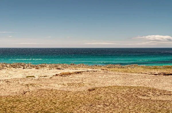 Volontär Beach Falklandsöarna Storbritannien December 2008 Brett Skott Azurblå Atlanten — Stockfoto