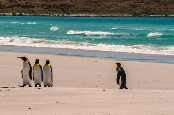 Volunteer Beach Falkland Islands December 2008 King Penguins Keren Terug — Stockfoto