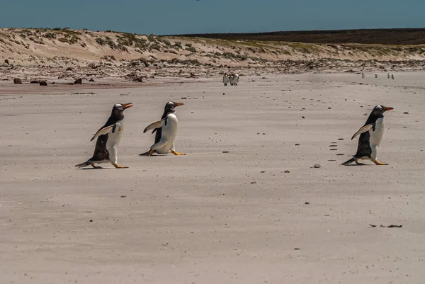 Volunteer Beach Falkland Islands December 2008 Gentoo Penguins Lopen Snel — Stockfoto