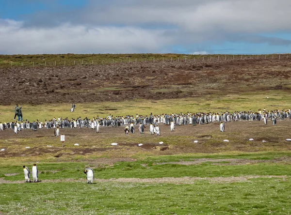 Volontär Beach Falklandsöarna Storbritannien December 2008 Långskott Kolonin Kung Penguins — Stockfoto