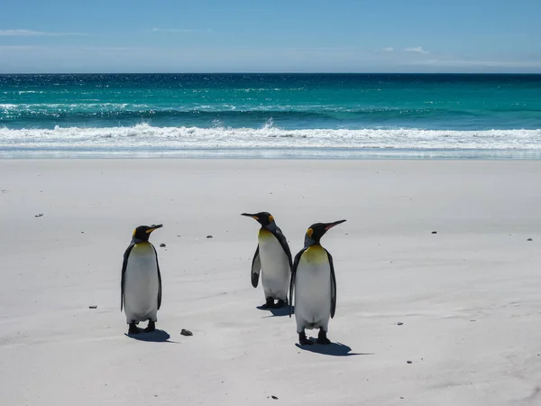 Volunteer Beach Falkland Islands December 2008 King Penguins Staan Wit — Stockfoto