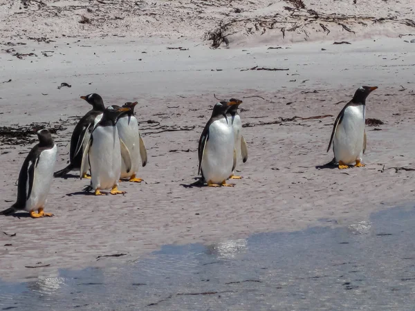 Volunteer Beach Falkland Islands December 2008 Gentoo Penguins Zand Klaar — Stockfoto