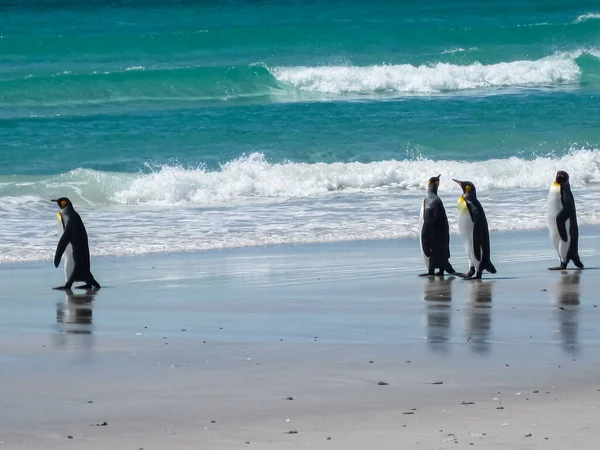 Volunteer Beach Falkland Islands Verenigd Koninkrijk December 2008 King Penguins — Stockfoto