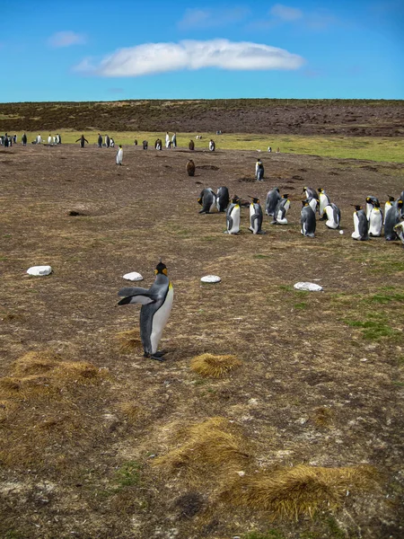 Volunteer Beach Falkland Islands December 2008 Portrait King Penguins Colony — Stock Photo, Image