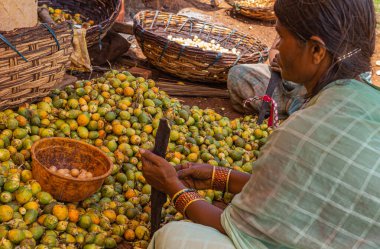 Kadenahalli, Karnataka, Hindistan - 3 Kasım 2013: Soluk kahverengi fındıktan yeşil et çıkartarak taze biçilmiş betel fındıklarını kesen ve bunları bej sepetlerde toplayan oturan kadının yakın çekimi.