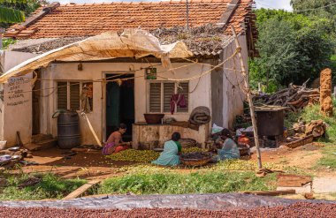 Kadenahalli, Karnataka, Hindistan - 3 Kasım 2013: Kırmızı çatılı fakir evi ve 3 kadının taze hasat edilmiş betel fındığı büyük kahverengi muşambası olan kırsal yeşil manzara. Önde fındık kurutmak.