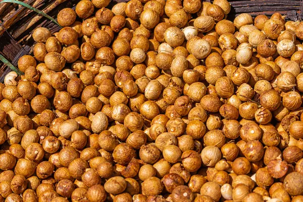 Kadenahalli Karnataka India November 2013 Closeup Peeled Brown Nuts Self — Stock Photo, Image