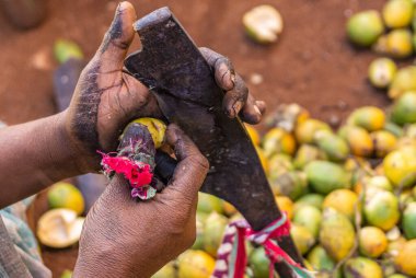 Kadenahalli, Karnataka, Hindistan - 3 Kasım 2013: Eskimiş arkaplanda betel fındığı kesen siyah el ve bıçak yakın plan.