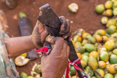 Kadenahalli, Karnataka, Hindistan - 3 Kasım 2013: Yakın plan el ve bıçak betel fındığı solmuş arka planda onları yığınla teşhir.