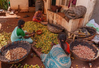 Kadenahalli, Karnataka, Hindistan - 3 Kasım 2013: 3 kadın yeşil-turuncu meyve yığınının etrafında otururken somunu almak için taze toplanmış betel meyvelerini kesiyor.